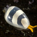 Cystiscus sp. A